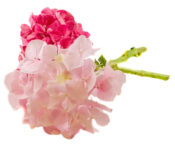 Hortensia púrpura y rosa, flores de hortensias, de cerca, aisladas — Foto de Stock