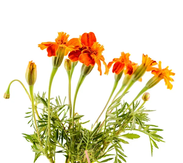 Naranja Tagetes flores, primer plano, aislado, fondo blanco . Imagen De Stock