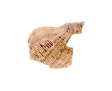 Deniz kabuğu, yakın çekim, izole, beyaz arka plan renkli.