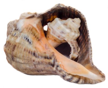 Deniz kabukları, Bebek kabuk, içine renkli yakın çekim, izole, beyaz