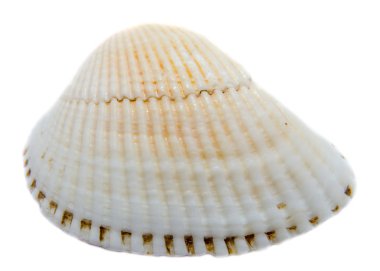 Deniz kabukları renkli, izole, beyaz arka plan, kapatmak.