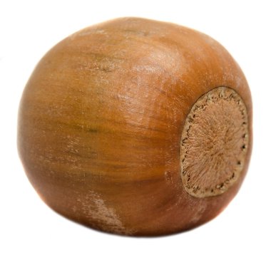 Kahverengi meşe palamudu meyve, yakın çekim, izole, beyaz arka plan.