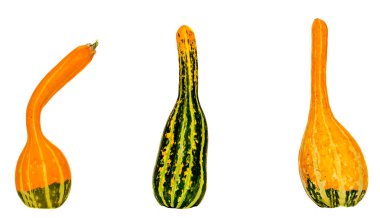 Küçük renkli pumpkins, yakın çekim, izole, beyaz arka plan.
