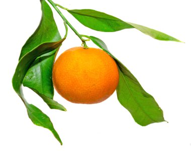 Mandalina (narenciye reticulata), olarak da bilinen mandarin