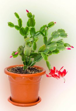 Kırmızı Schlumbergera çiçek, yakın çekim, izole. Noel kaktüs, Şükran Cactus, Yengeç kaktüs ve tatil kaktüs gibi adları çeşitli tarafından bilinen.