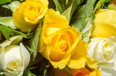 Beyaz, turuncu ve Sarı Gül çiçek, Ayrıntılar, yakın çekim. Sevgililer günü gül.