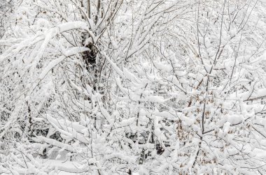 Ağaçların dalları beyaz kar ve buz kaplı kış zamanında, 