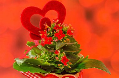 Kırmızı kalp şekli, kırmızı valentine arka plan çiçeklerle kırmızı aranjmani