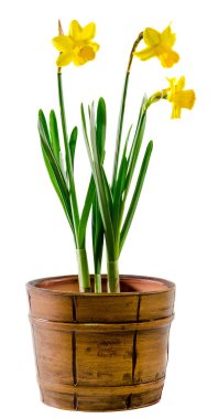 Nergis (narcissus) çiçekler vintage vazoda sarı, yakın çekim, 