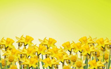 Sarı nergis (narcissus) çiçekler, yakın çekim, bokeh arka plan