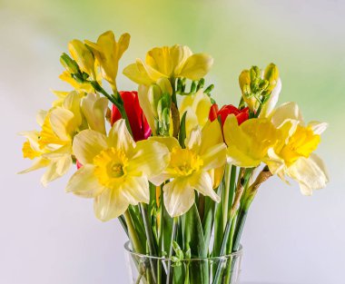 Sarı nergis (narcissus) çiçekler, yakın çekim, bokeh arka plan