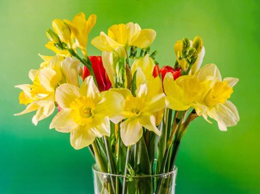 Sarı nergis (narcissus) çiçekler, yakın çekim, bokeh arka plan