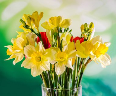 Sarı nergis (narcissus) çiçekler, yakın çekim, bokeh arka plan