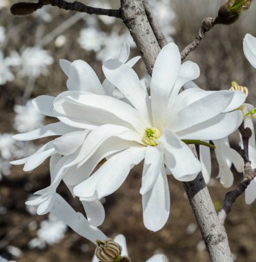 Beyaz Manolya dal çiçek, ağaç çiçek, yakın çekim