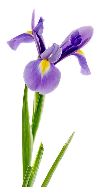 藤色、ブルー アイリスの花、クローズ アップ、分離、白背景 — ストック写真
