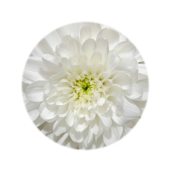 Біла квітка хризантеми крупним планом, круглої форми — стокове фото