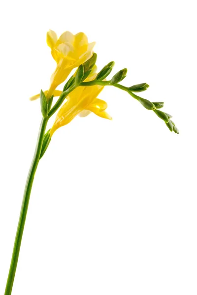 Gul freesia blomma, isolerade, närbild, vit bakgrund — Stockfoto