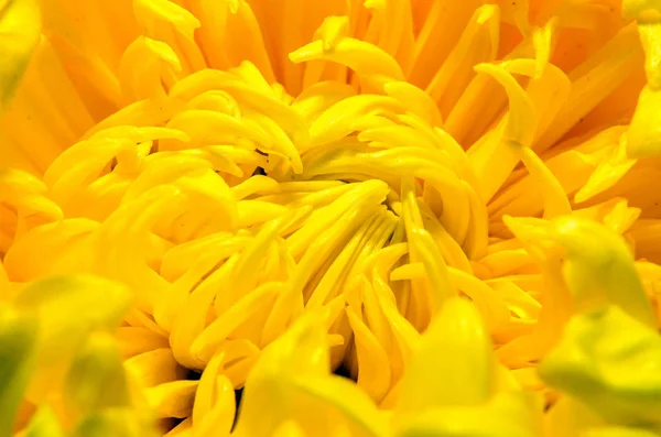 Fleur de chrysanthème jaune gros plan, macro — Photo