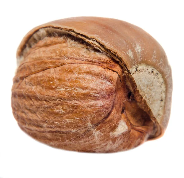 Bruin acorn fruit, close-up, geïsoleerde, witte achtergrond. — Stockfoto