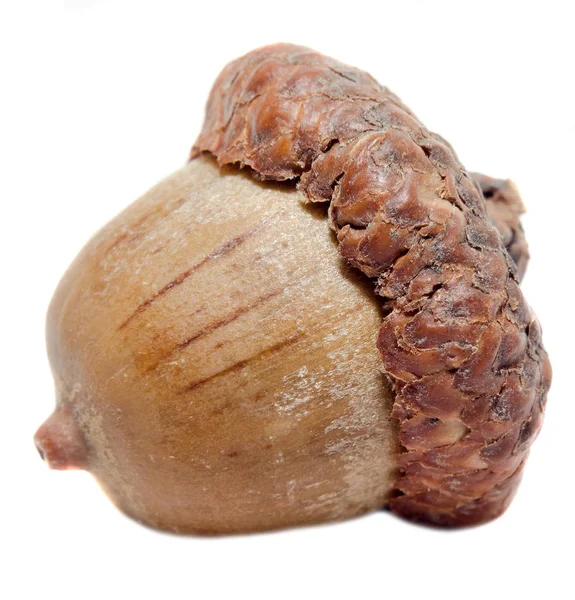 Bruin acorn fruit, close-up, geïsoleerde, witte achtergrond. — Stockfoto