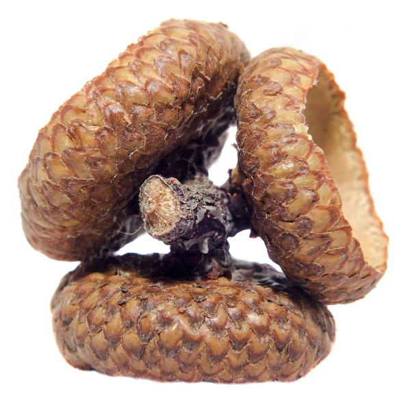 Bruin acorn cover groenten, close-up, geïsoleerde, witte achtergrond. — Stockfoto