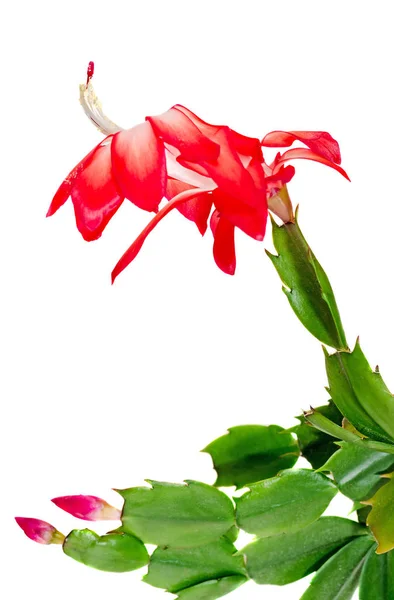 Röd Schlumbergera blomma, närbild, isolerade. Känd under olika namn inklusive JULKAKTUS, Thanksgiving Cactus, krabba Cactus och Holiday Cactus. — Stockfoto