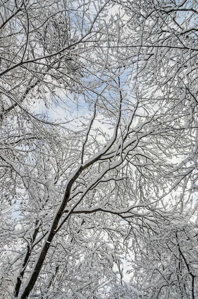 Árvores no inverno, ramos cobertos de neve branca e gelo , — Fotografia de Stock