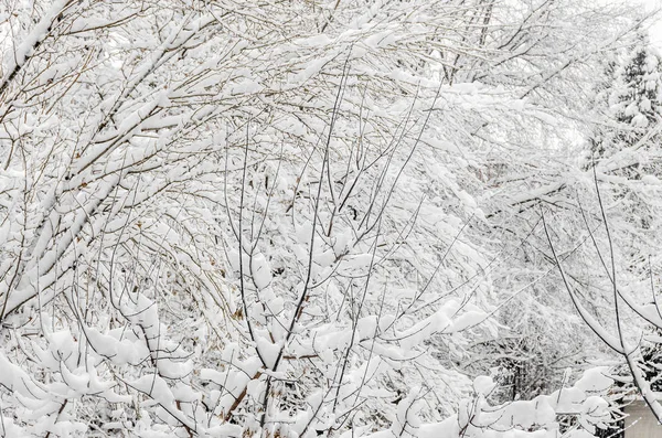 Árvores no inverno, ramos cobertos de neve branca e gelo , — Fotografia de Stock