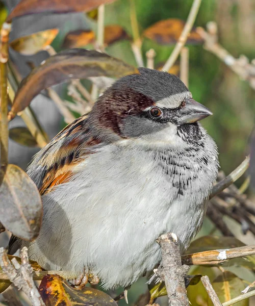 Bruant domestique (Passer domesticus) sur une branche d'arbre. Un oiseau de la famille des Passeridae. En Roumanie connu sous le nom de "Vrabie" ou "Vrabia de casa ". — Photo