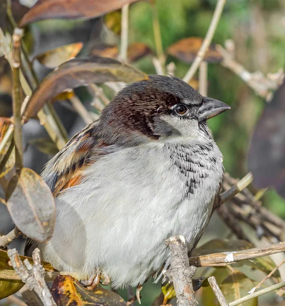 Bruant domestique (Passer domesticus) sur une branche d'arbre. Un oiseau de la famille des Passeridae. En Roumanie connu sous le nom de "Vrabie" ou "Vrabia de casa ". — Photo