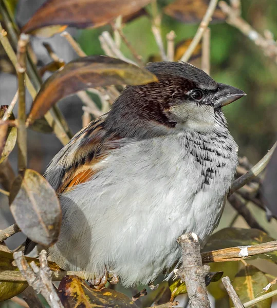 Bruant domestique (Passer domesticus) sur une branche d'arbre. Un oiseau de la famille des Passeridae. En Roumanie connu sous le nom de "Vrabie" ou "Vrabia de casa ". — Photo