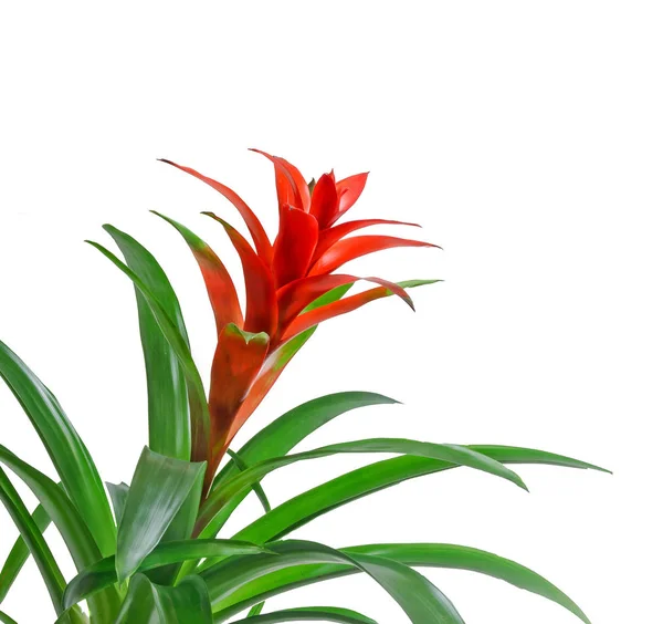 Kırmızı Guzmania çiçek, beyaz arka plan, yakın çekim. Aile ananasgiller, alt familya Tillandsioideae. — Stok fotoğraf