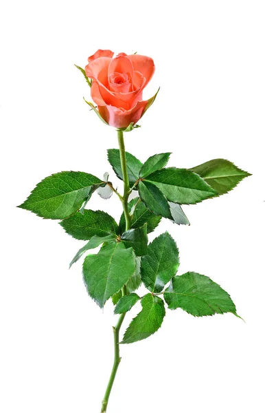 Orangefarbene Rosenblüte, Nahaufnahme, weißer Hintergrund, isoliert. — Stockfoto