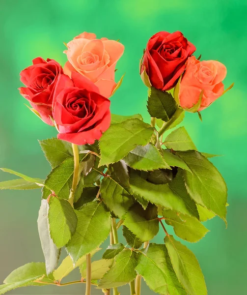 Апельсиновые и красные розовые цветы, крупным планом, зеленый фон, изолированы — стоковое фото