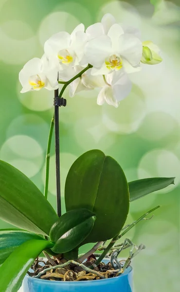White branch orchid  flowers with green leaves, Orchidaceae, Phal