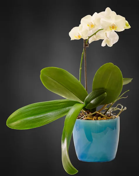 Bílá orchidej větev květy v modré květináče, Orchidaceae, Phal — Stock fotografie