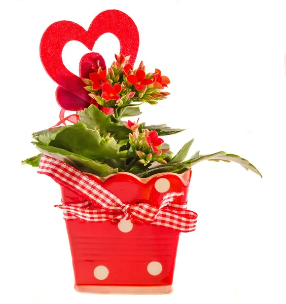 Red Kalanchoe flowers with red heart shape, white background, — Stock Photo, Image