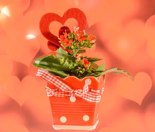 Red Kalanchoe flowers with red heart shape, red valentine back — Stock Photo, Image