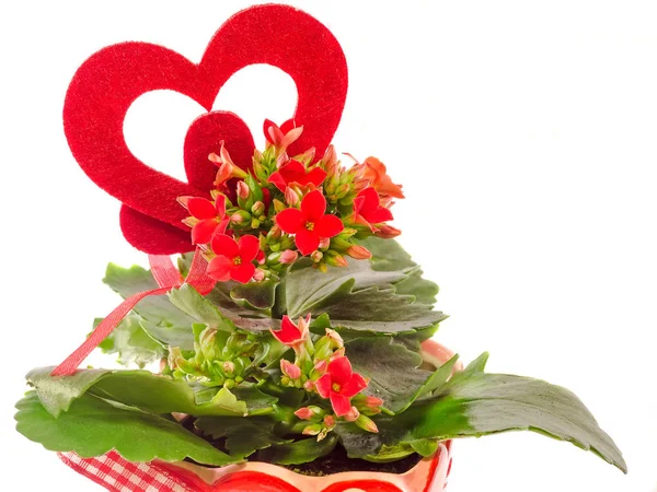 Flores vermelhas Kalanchoe com forma de coração vermelho, fundo branco — Fotografia de Stock