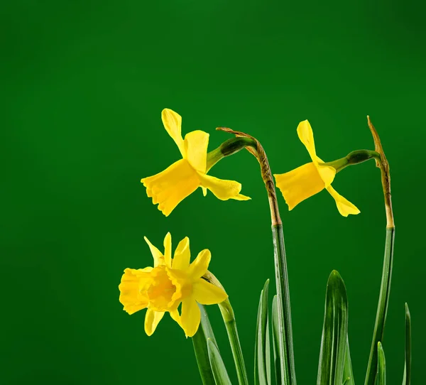 Narcisos amarillos (narcisos) flores, primer plano, fondo bokeh — Foto de Stock