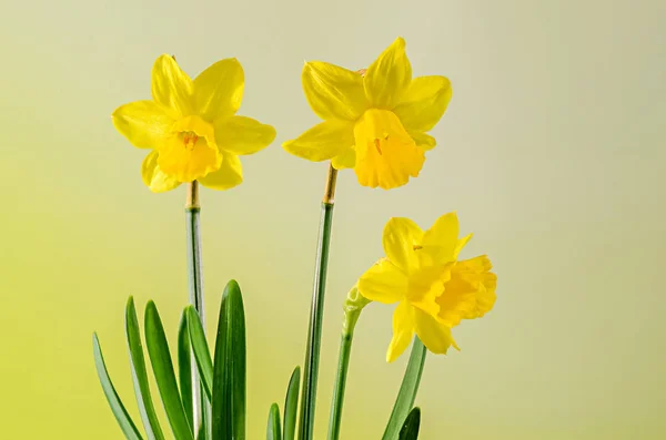 Amarelo narciso flores, close-up, fundo bokeh — Fotografia de Stock