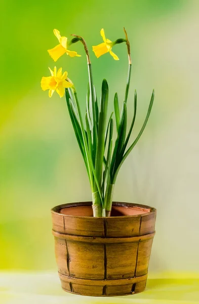 Narcisos amarillos (narcisos) flores en jarrón vintage, de cerca , — Foto de Stock