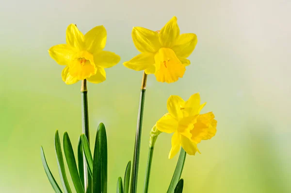 Gele narcissen (narcissus) bloemen, close-up, achtergrond bokeh — Stockfoto