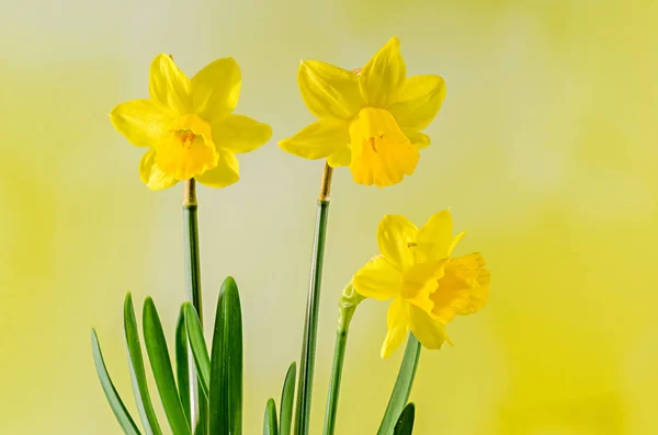 Narcisos amarillos (narcisos) flores, primer plano, fondo bokeh —  Fotos de Stock