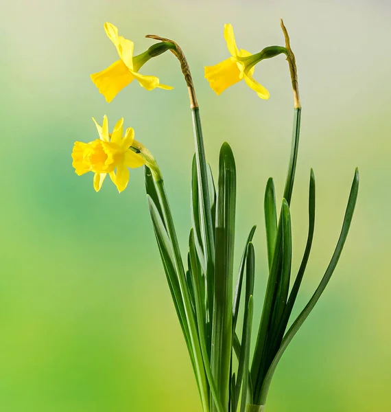 Narcisos amarillos (narcisos) flores, primer plano, fondo bokeh —  Fotos de Stock