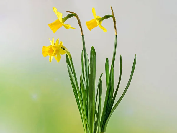 黄色の水仙 (スイセン) の花、クローズ アップ、背景のボケ味 — ストック写真