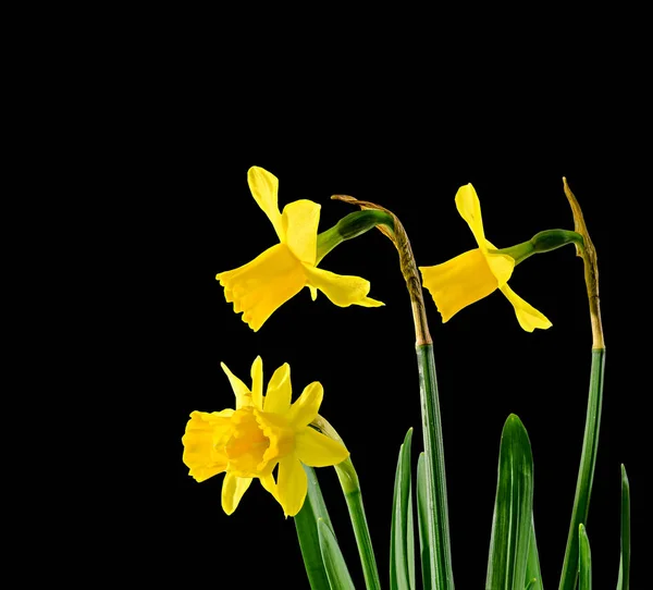 Amarelo narciso flores, close-up, fundo preto — Fotografia de Stock