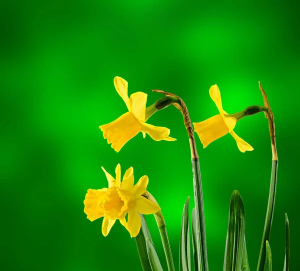 Gula påskliljor (narcissus) blommor, närbild, bokeh bakgrund — Stockfoto
