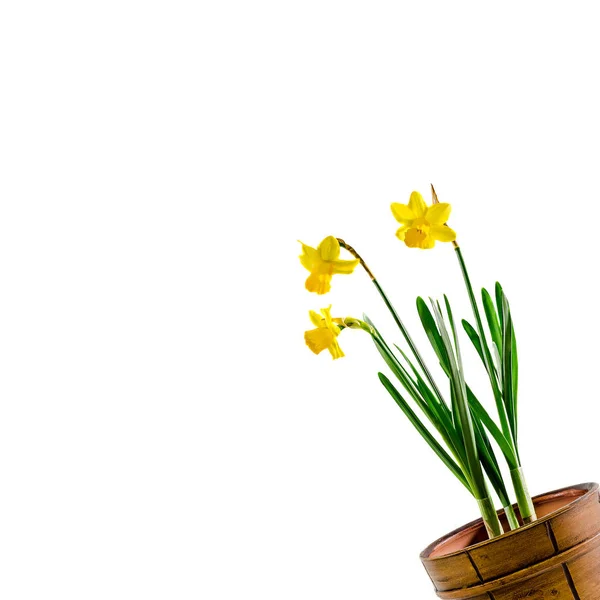 Narcisos amarillos (narcisos) flores en jarrón vintage, de cerca , — Foto de Stock