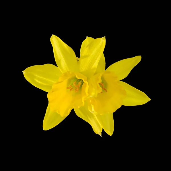 Narcisos amarillos (narcisos) flores, primer plano, fondo negro — Foto de Stock